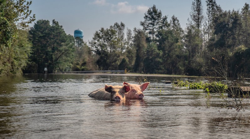 Encouraging Risky CAFOs in the Age of Climate Change