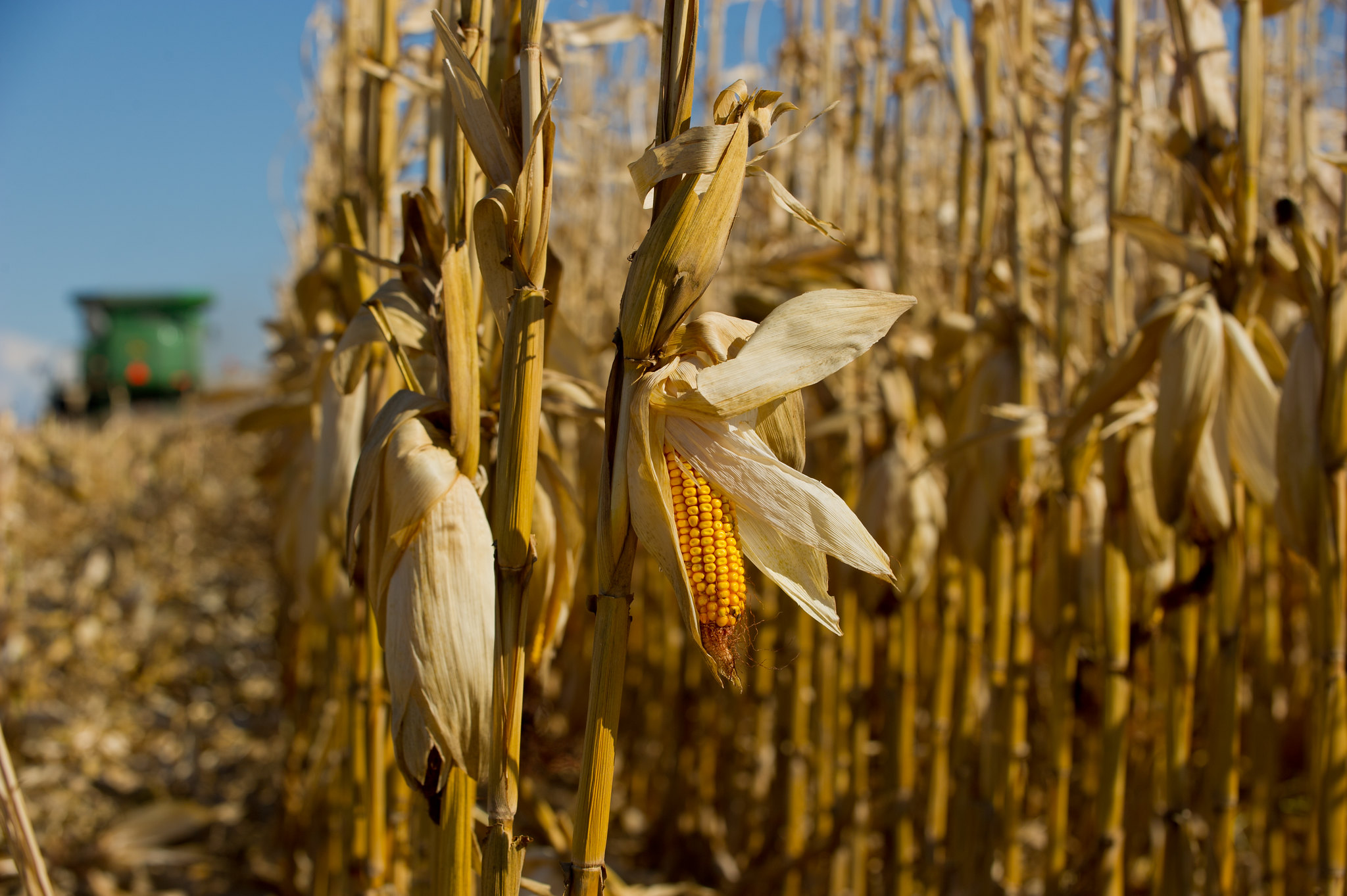 Student Series: A Blow to Farmers? Trump Administration’s Proposed Biofuel Policy