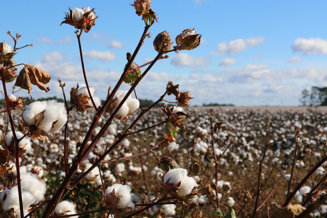 Student Series: FDA Approves Genetically Modified Cotton for Human Consumption