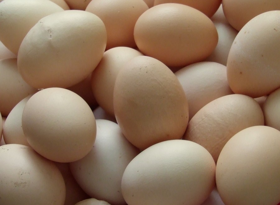 New USDA Egg Safety Rule Leaves Small Producers Behind