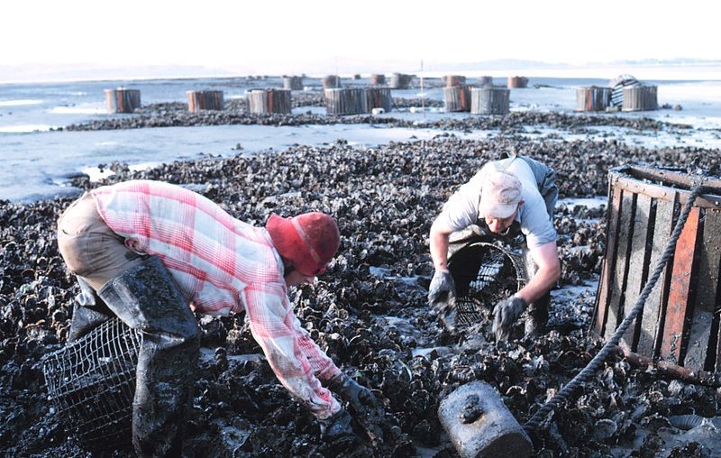 Flexing Our Mussels: The Benefits of American Shellfish Aquaculture and How the Farm Bill Can Help Promote It