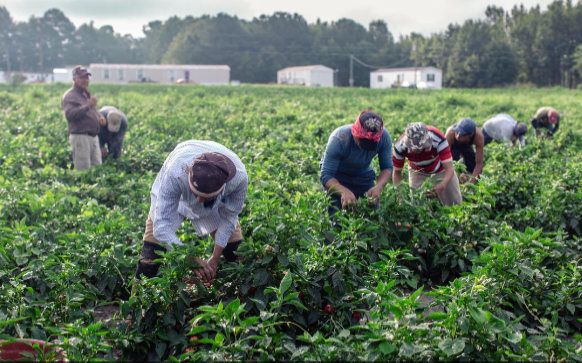 Fruits of Their Own Labor: Farmworker Cooperatives Empower Laborers and Anchor Communities