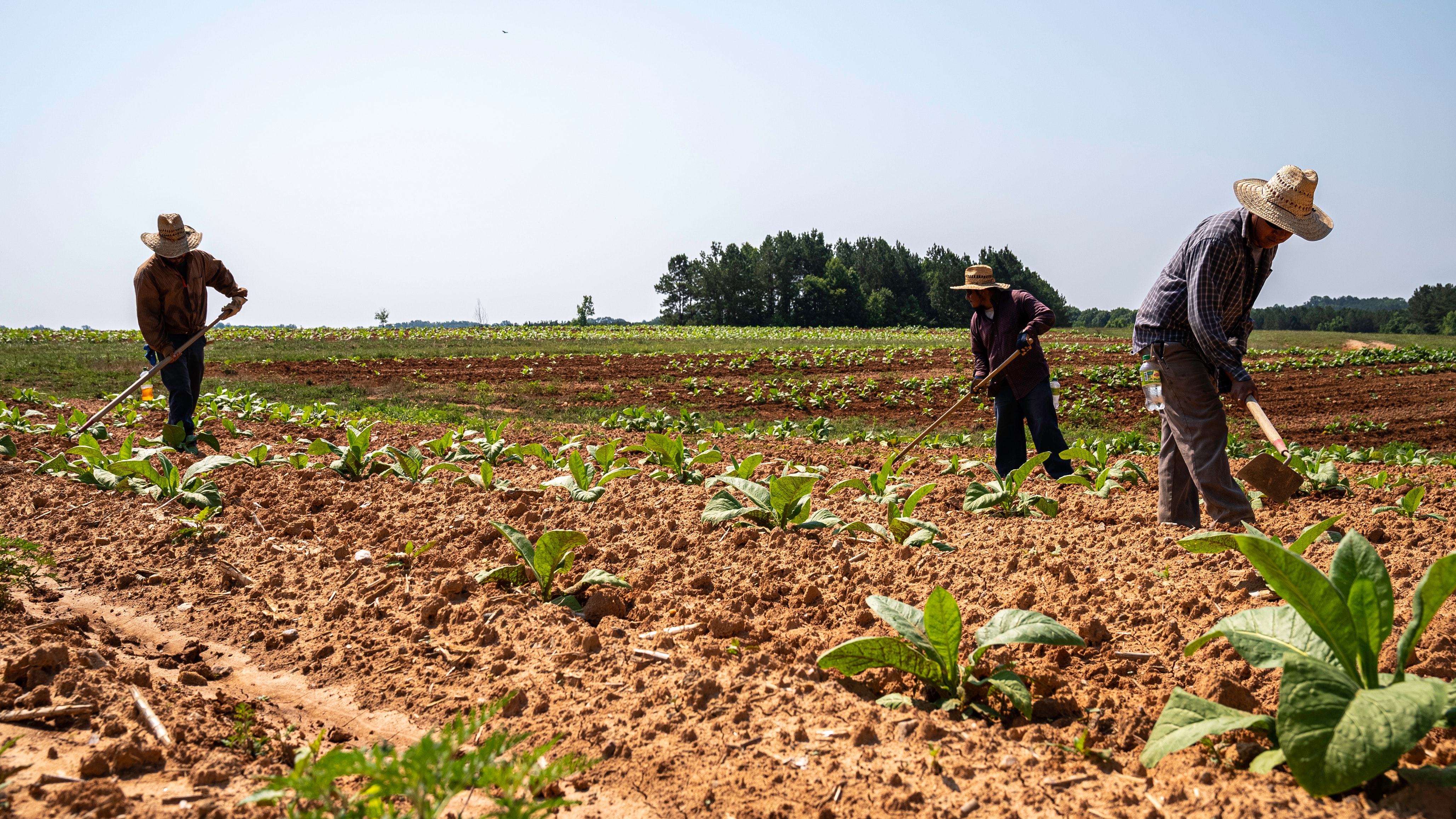 Harnessing Farmworkers’ Victories in the 2023 Farm Bill