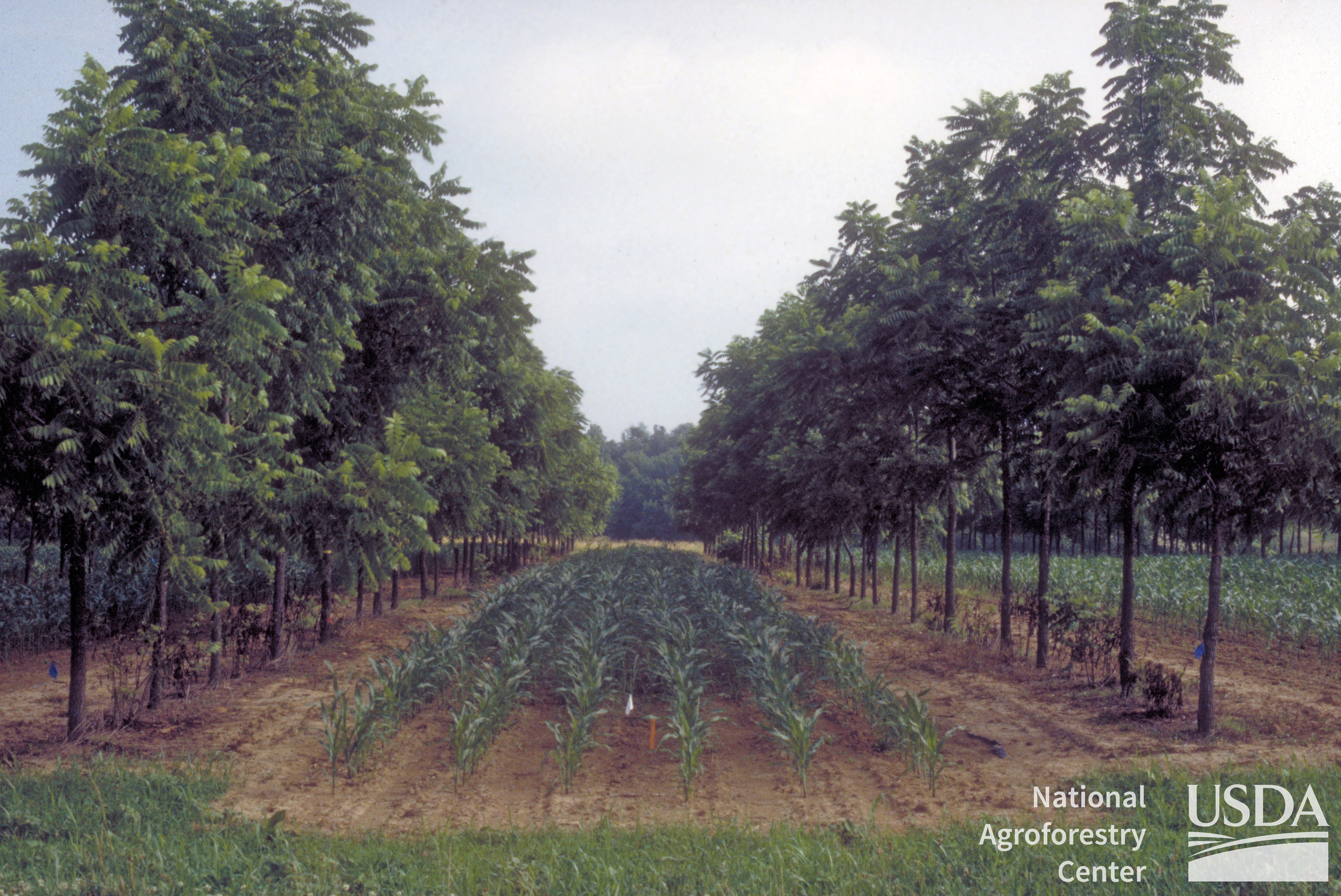 Perennial Agriculture: An Old New Way of Farming