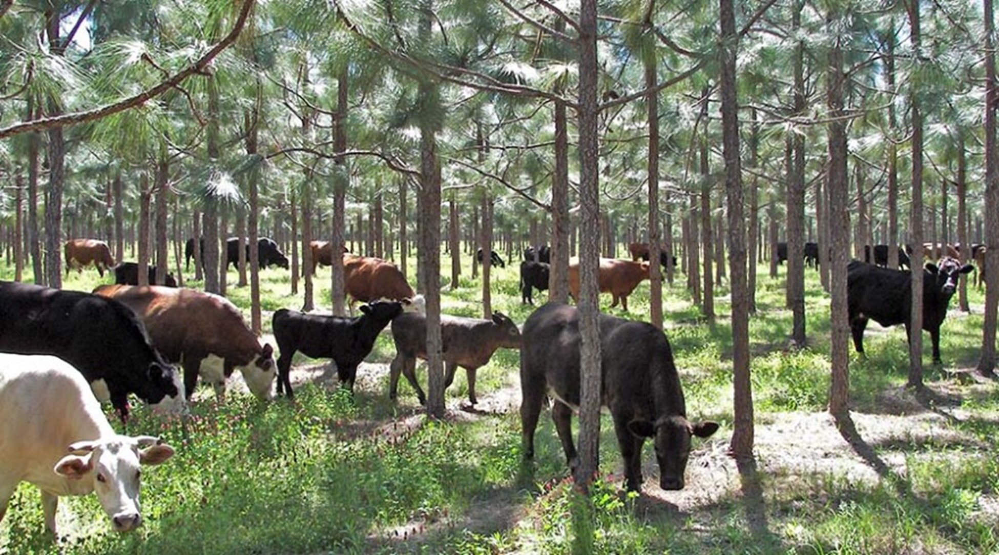 Sustainable Growth in Agroforestry