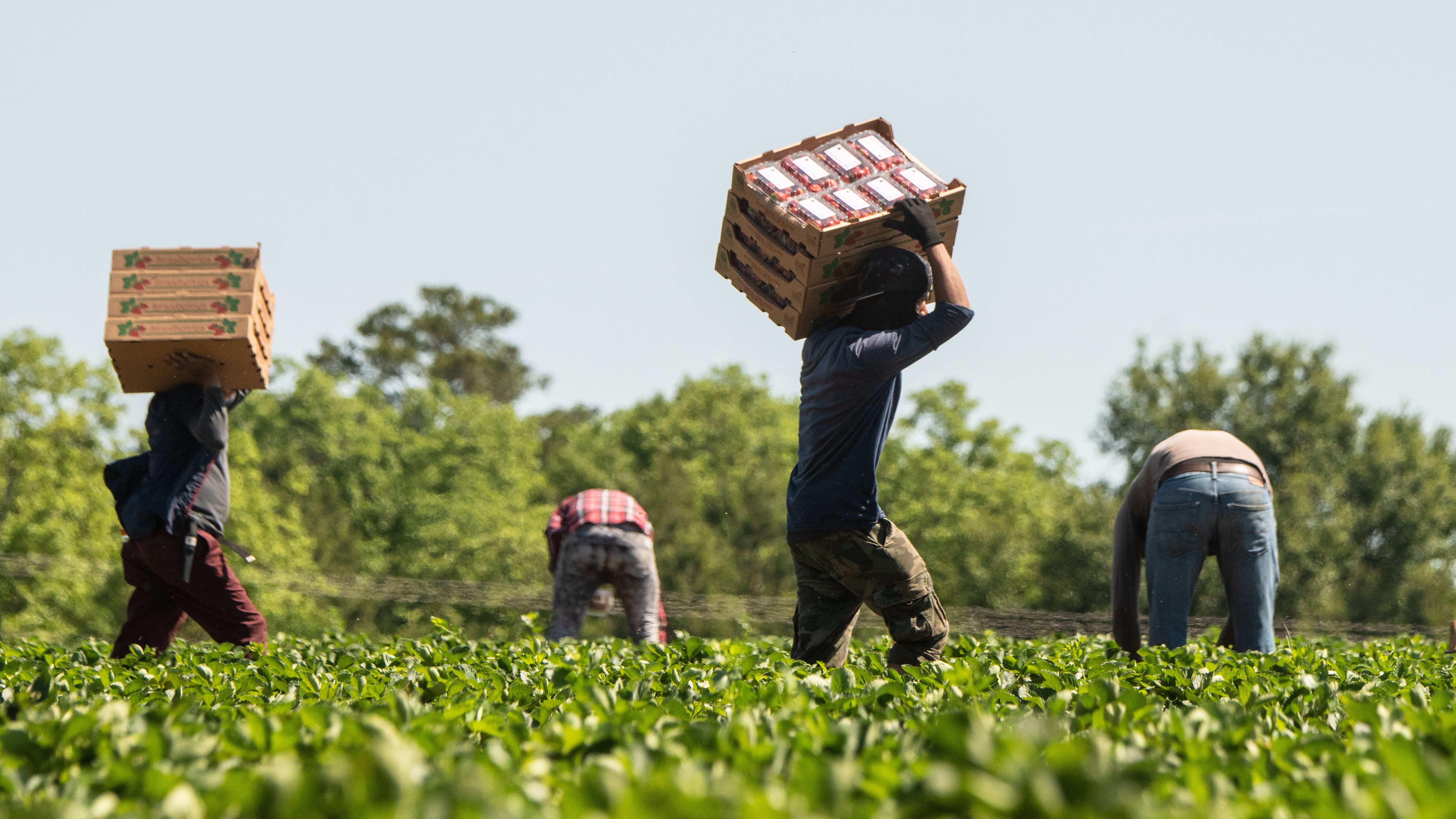 USDA Equity Commission Interim Report: Improving Support for Farmworkers in USDA Programs