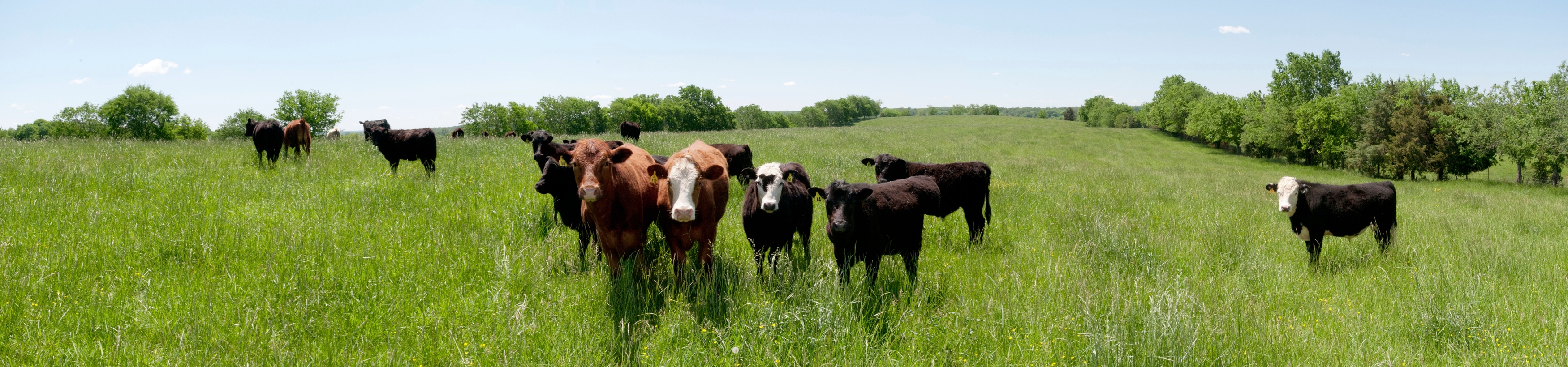 Tackling CAFO Regulations in the Next Farm Bill
